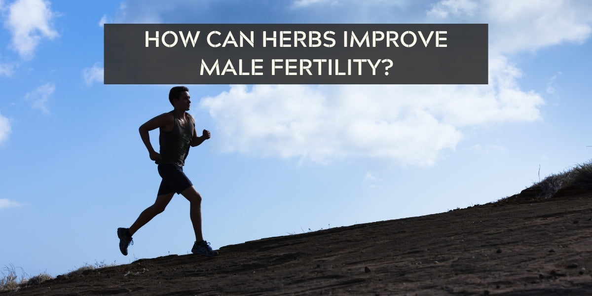 How can Herbs Improve Male Fertility?